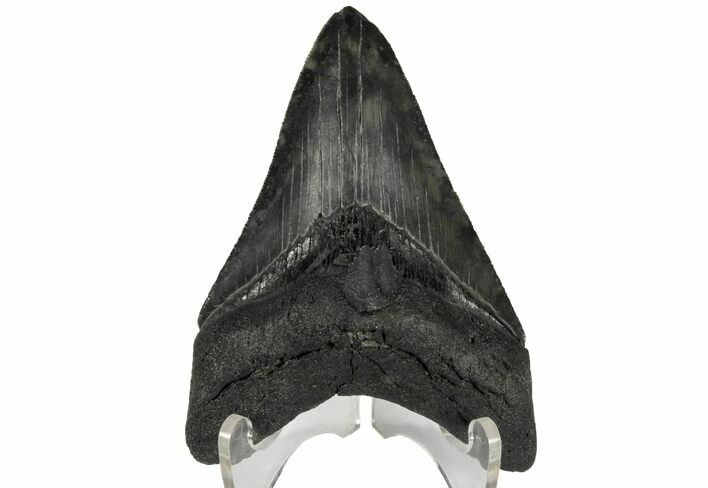 Serrated, 3.95" Fossil Megalodon Tooth - South Carolina